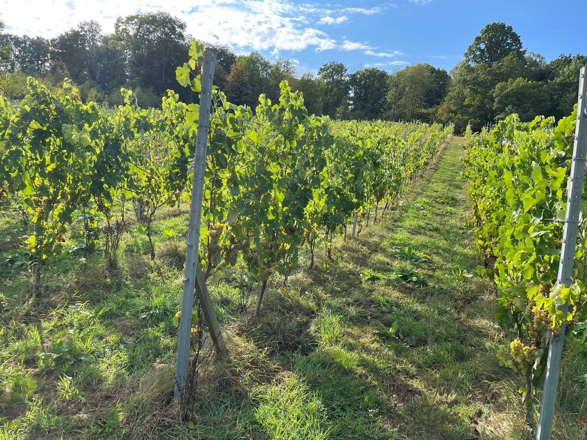 Le vignoble du Domaine 6120