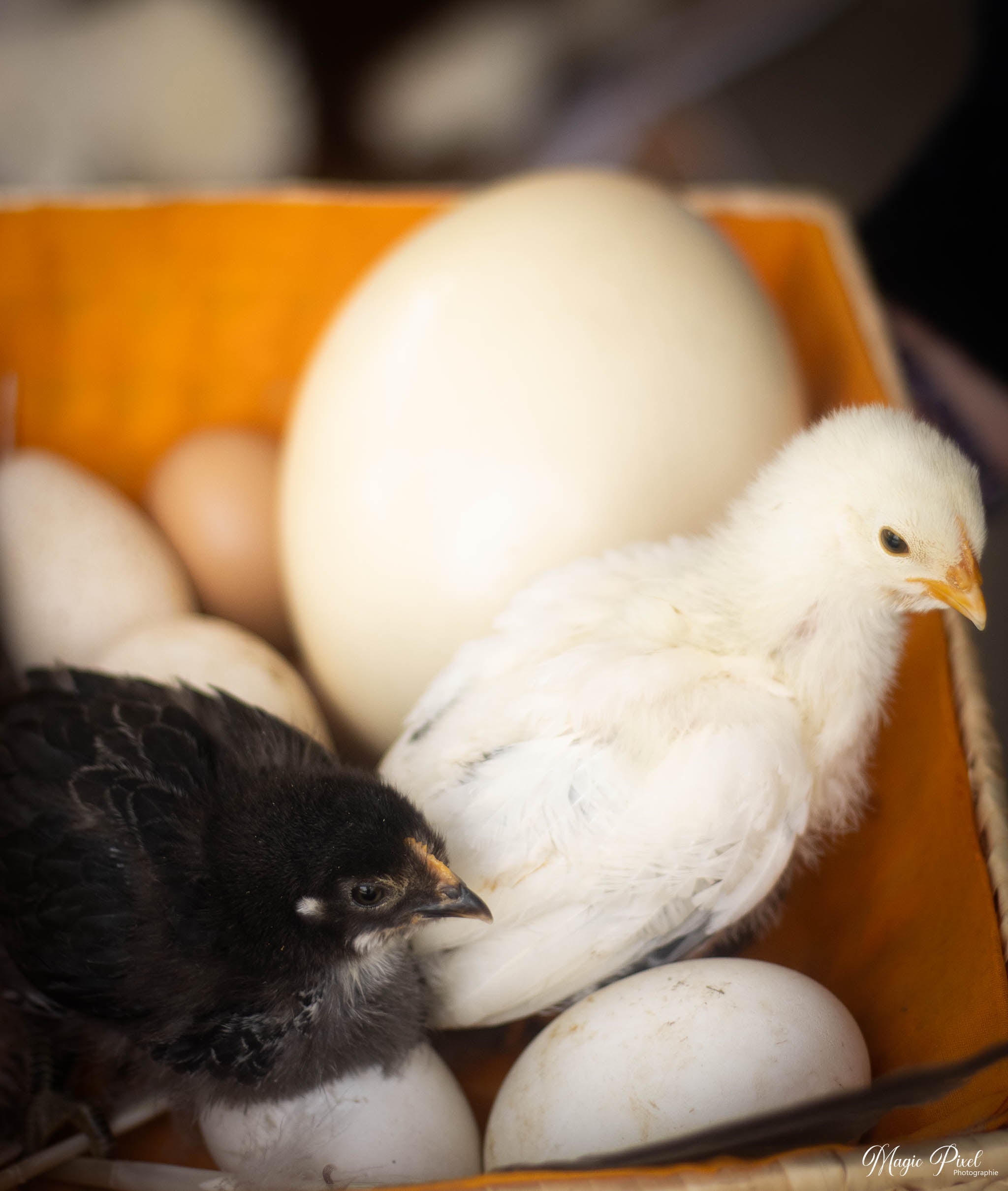 Stage de printemps 🌸